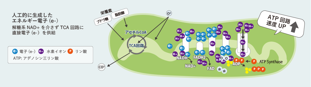 ミトコンドリア